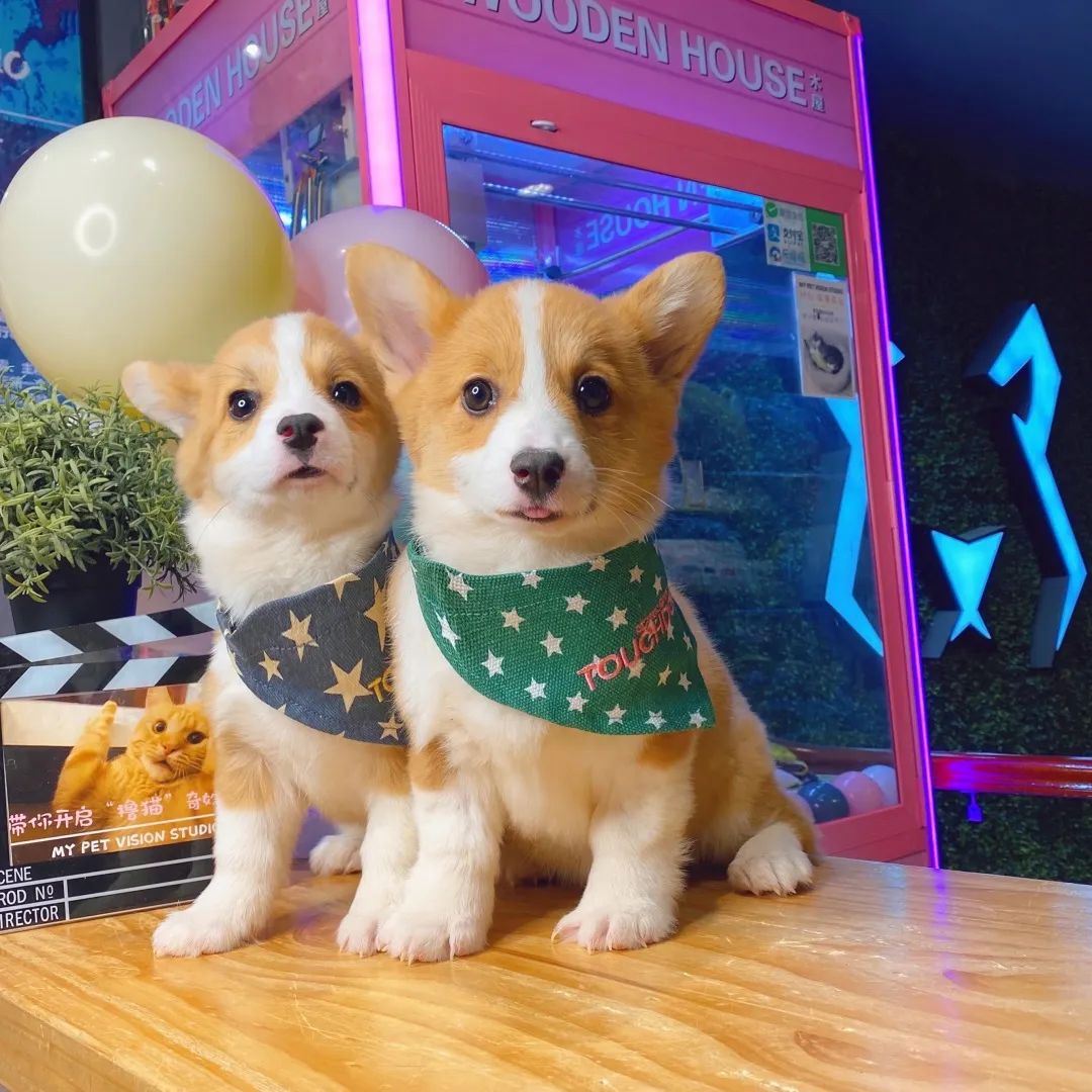 网友吸猫撸狗,吸猫撸狗的地方