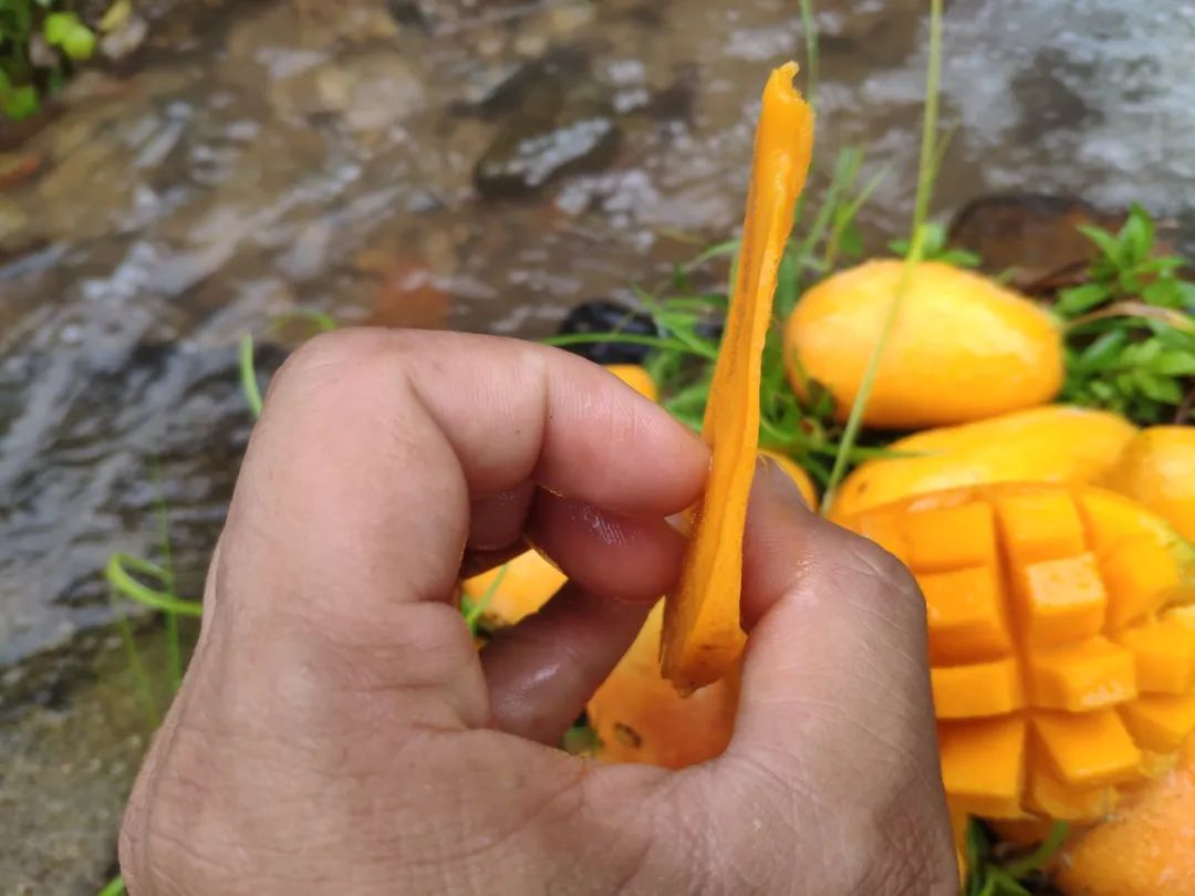 小台农贵妃芒哪个口感好,小台芒香甜滑嫩甜而不腻