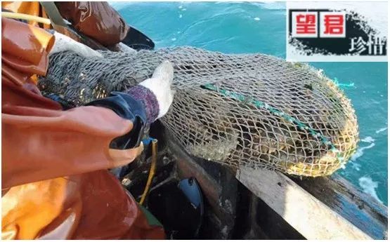 最新海参市场消息,海参市场靠谱吗