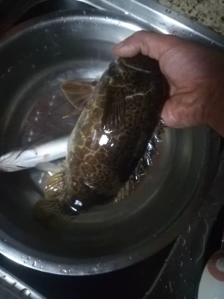 上鱼是什么体验,上鱼必备品榜单是什么意思