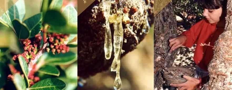 各种各样味道的爆爆珠,日本七星爆珠薄荷味