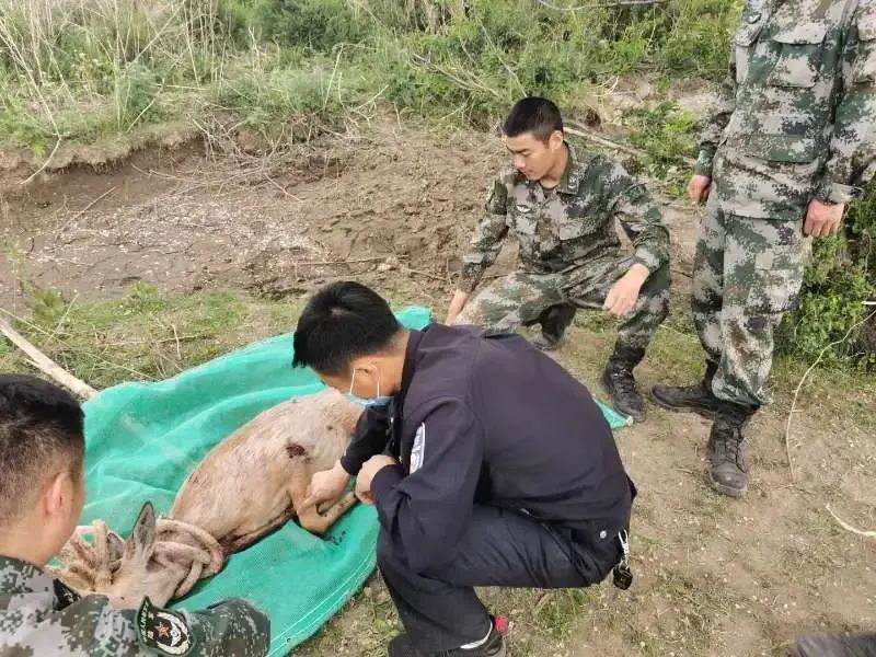 保护野生动物青海森林公安在行动,保护野生动物执法力度