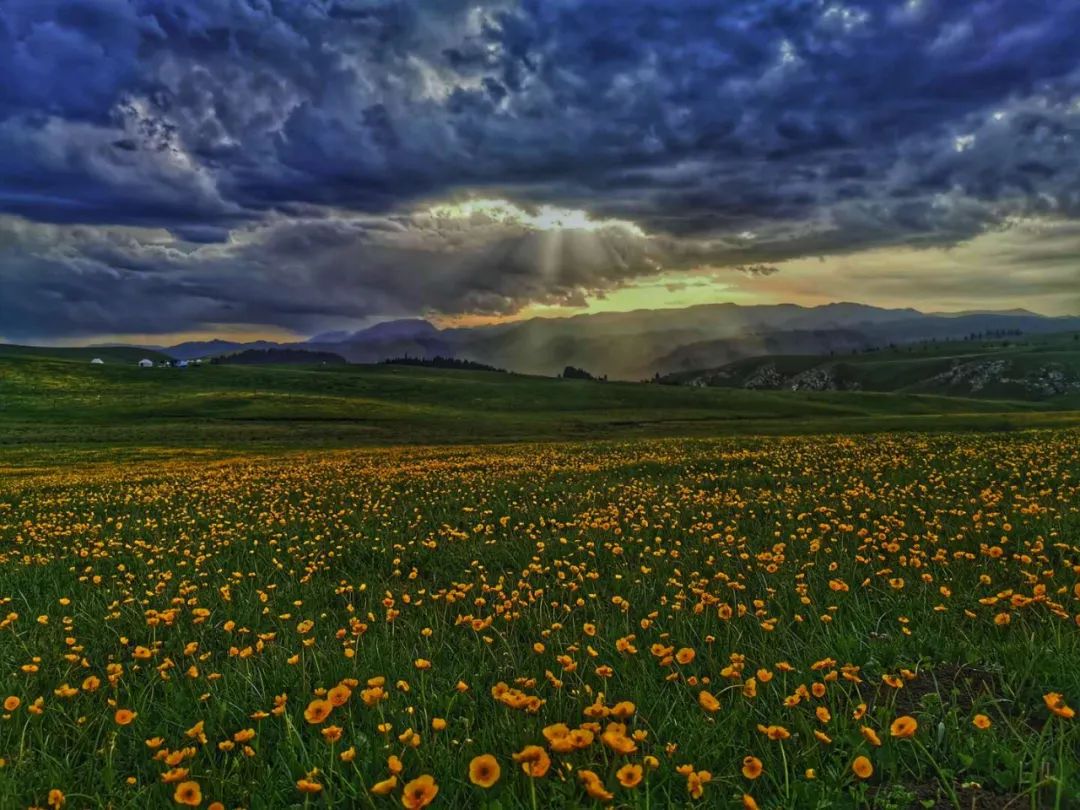 新疆伊犁大草原最美的季节来了,新疆伊犁的春天来了