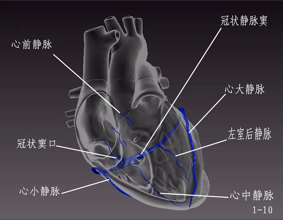 “绿宝书”丨精美图谱，生动形象！换个方式看心脏解剖（2）