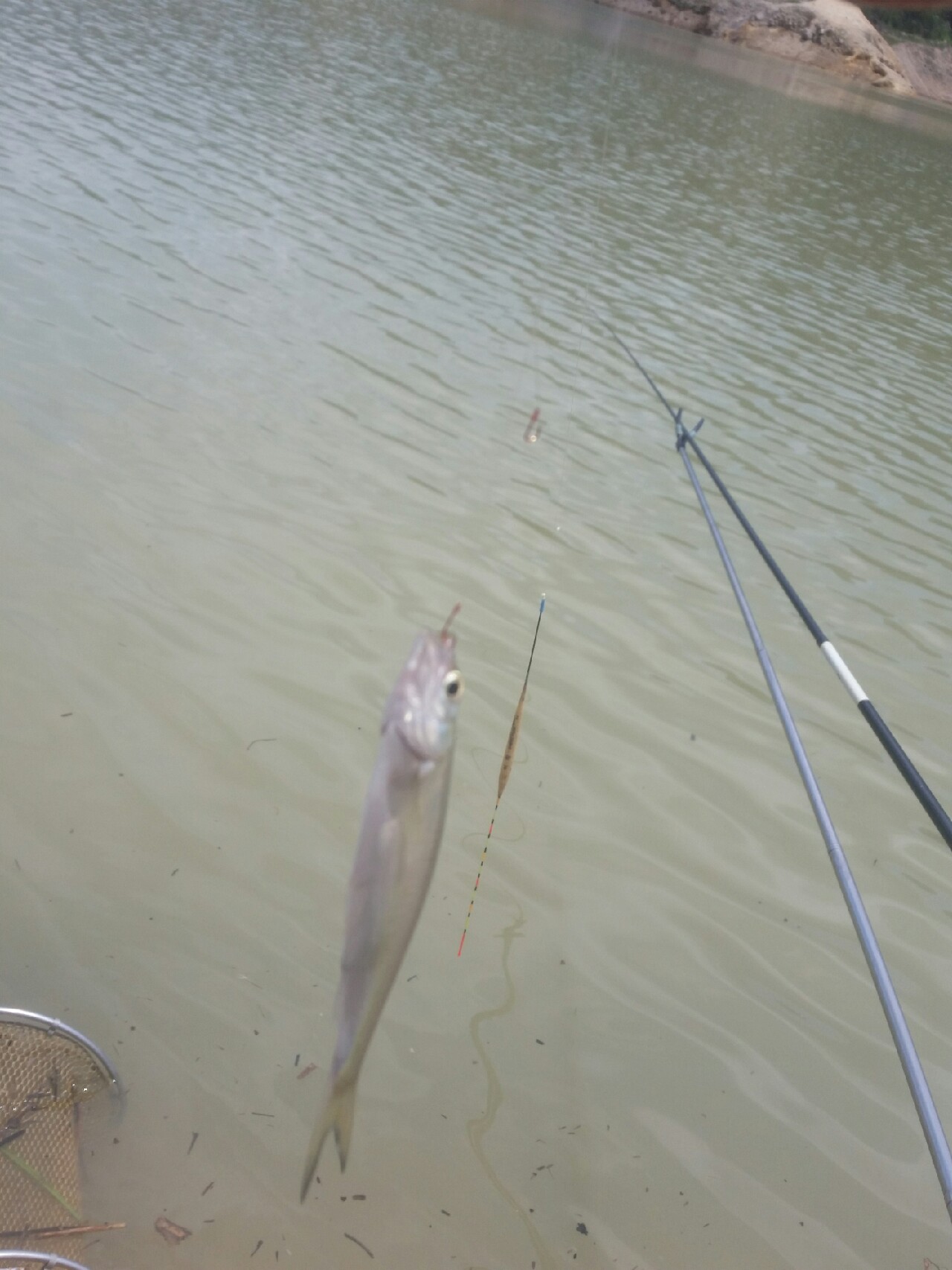 喜欢你！515狂拉不断！探钓永春红五一水库