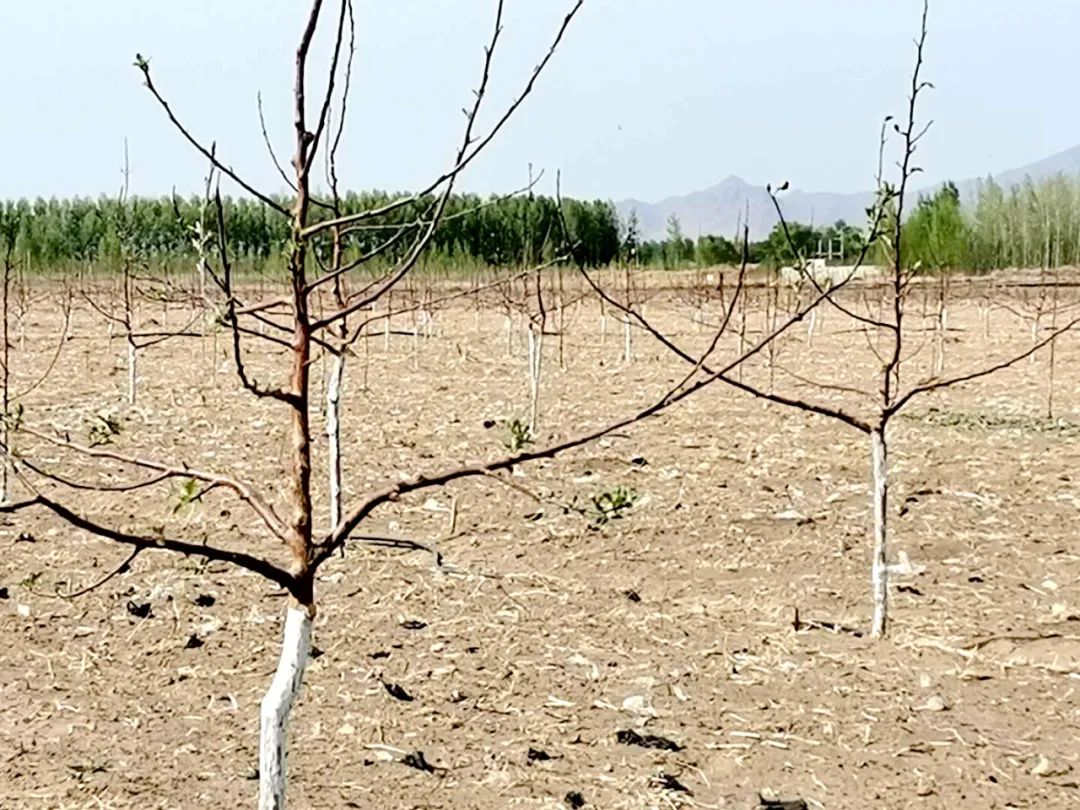 基层党建引领三农,基层党建先锋村