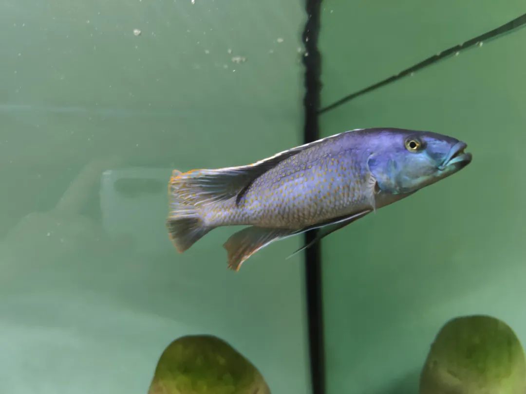 坦干喀伊湖纪录片全集,坦干伊喀湖图片