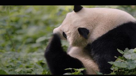 内裤上长期黄分泌物是怎么回事,内裤上的分泌物暗示你的健康