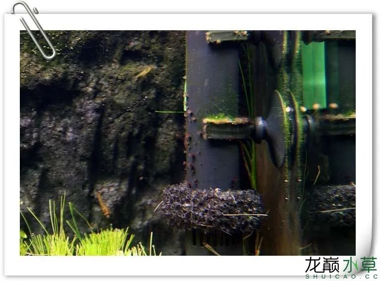 小猴飞狐黑毛藻克星,小猴飞狐和黑虾哪个好用