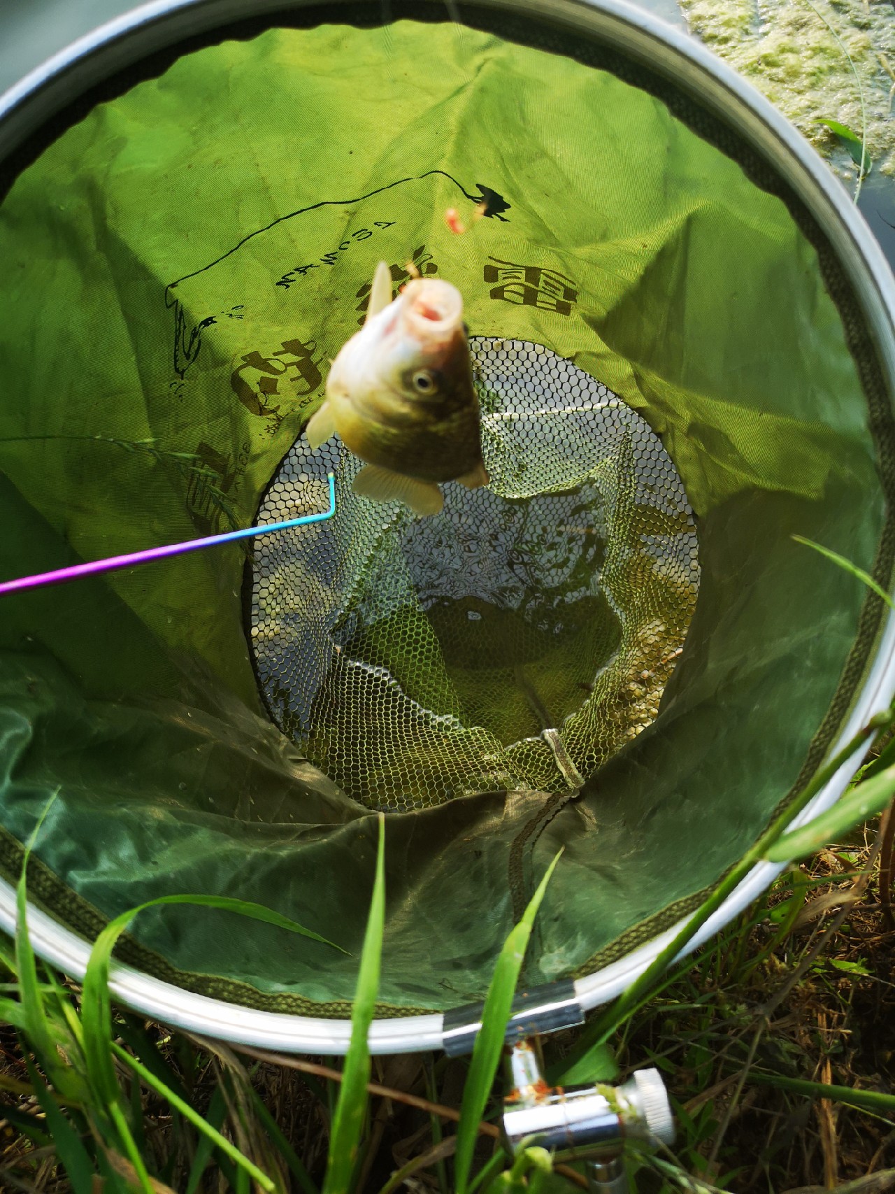 大餐条拉得很有手感，就是太费子线