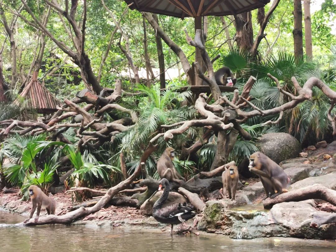 广州长隆野生动物世界何时建成,广州长隆野生动物园有白狮