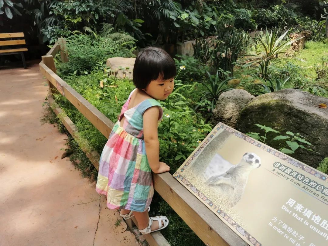 广州长隆野生动物世界何时建成,广州长隆野生动物园有白狮