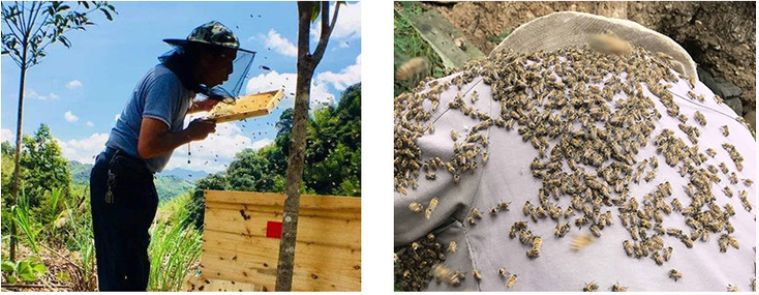 香到舔杯，状似奶油的椴树雪蜜条，是我吃过最好的蜂蜜