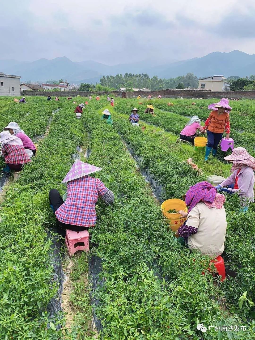 50%50%为什么等于0.75,100%黑巧克力怎么做好吃