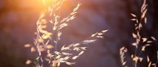 每日好诗投稿,每日好诗戈壁朗诵