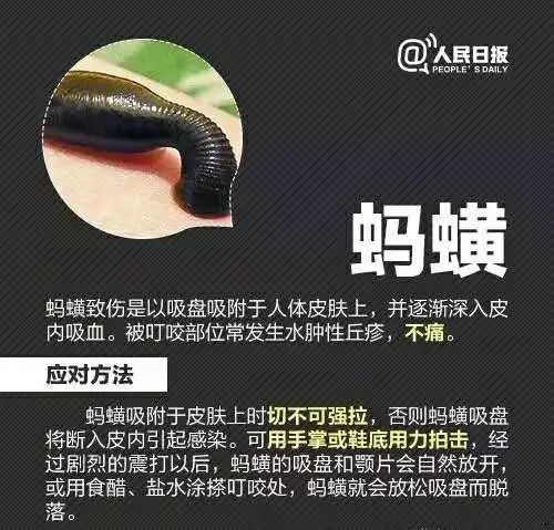 十大毒虫咬人后的症状,十大毒虫咬人了怎么办
