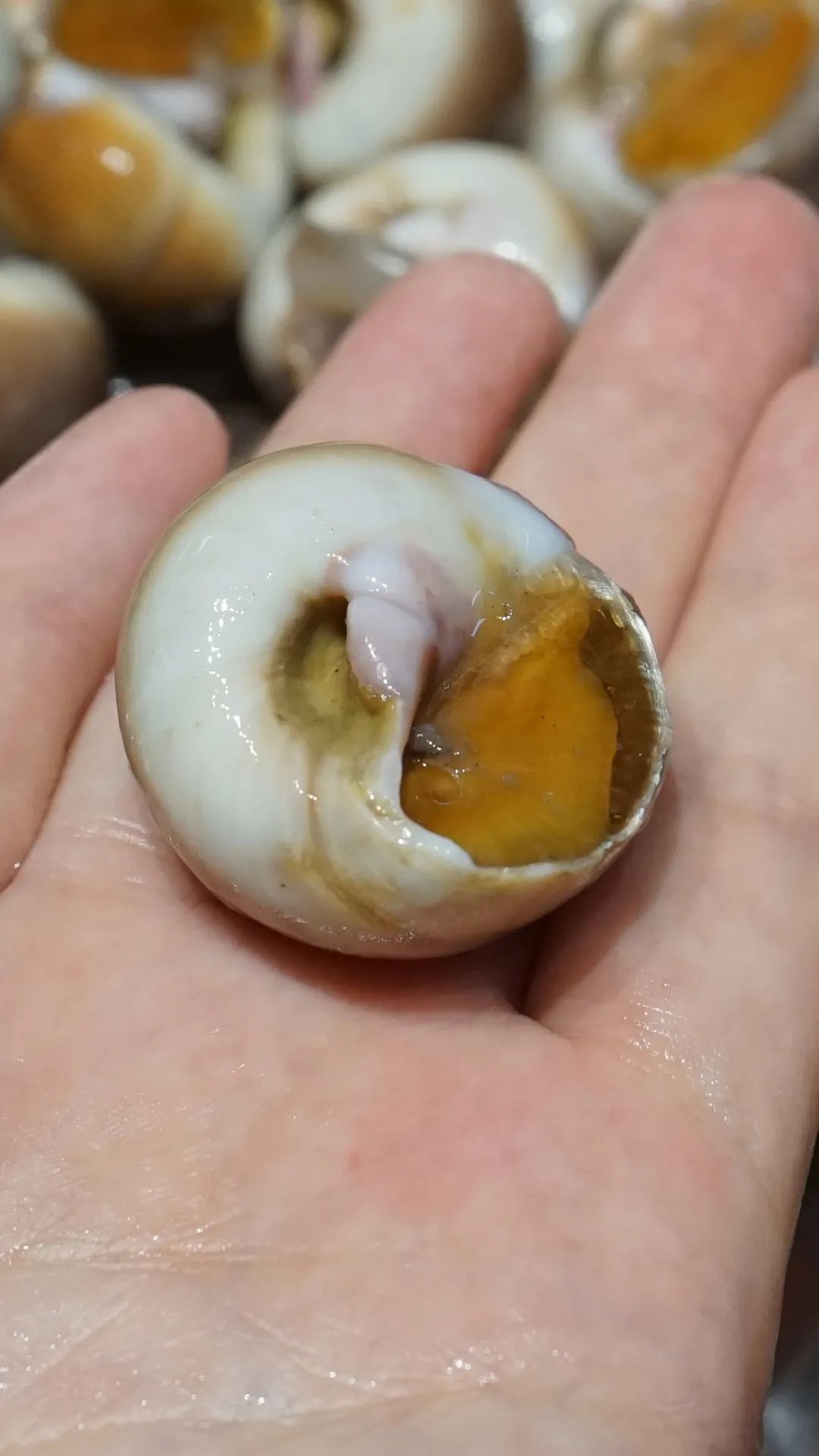 “浙C”注册不下来，愁坏温州老板娘！老乡老乡，真的是背后一枪？