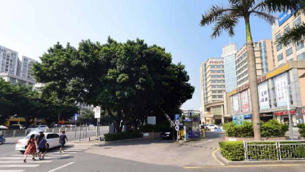 观澜区道路改造,观澜大道扩建最新消息