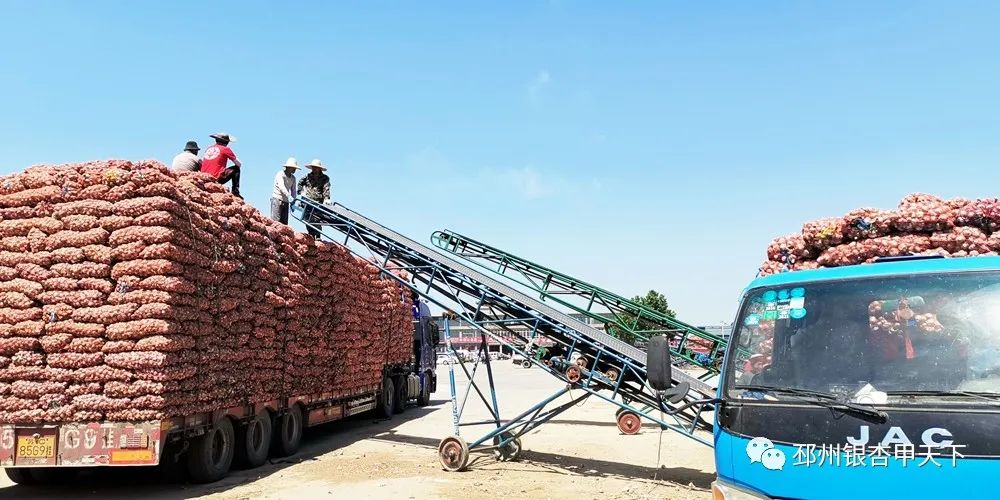 大蒜收获季!邳州强化服务助农解忧