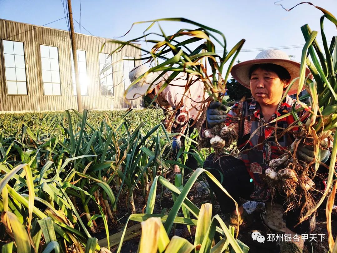 大蒜收获季!邳州强化服务助农解忧
