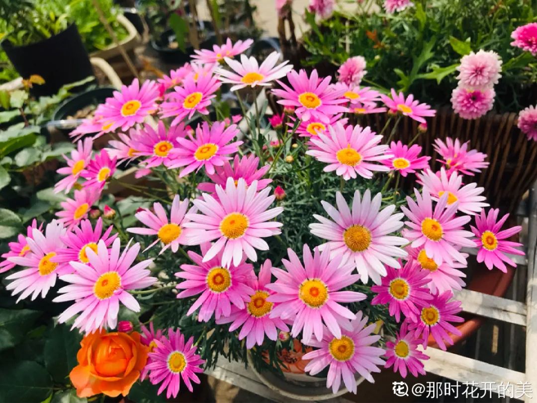 绿道有哪些科普,绿道花卉