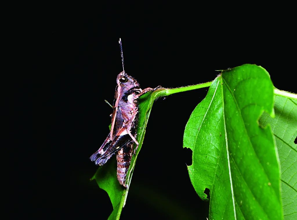 这样的鸟兽胖友圈，你见过吗？