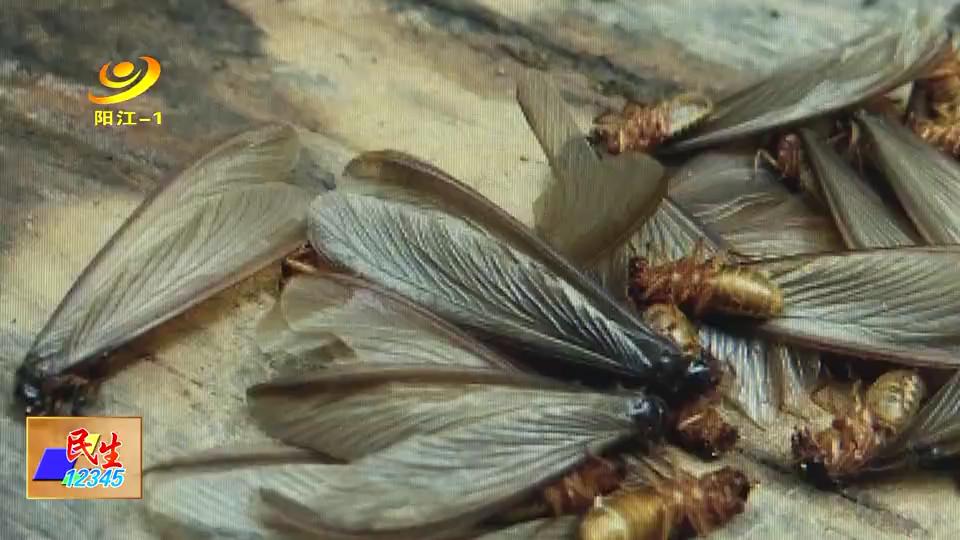 怎么预防大水蚁,室外水蚁消灭最简单方法