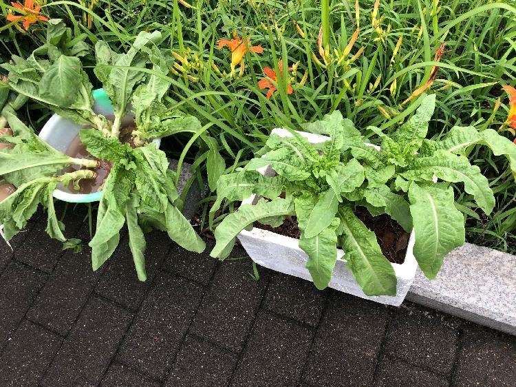 60岁打算长期旅行买什么房车划算,退休夫妻房车环游中国