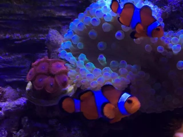 简易海缸开缸教程新手入门,海缸开缸适合养什么