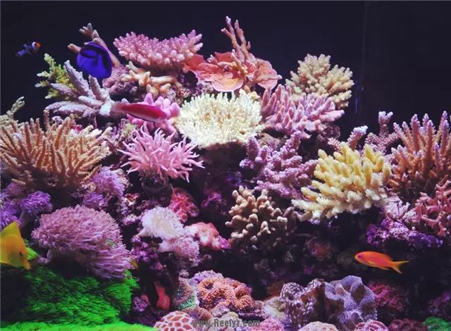 简易海缸开缸教程新手入门,海缸开缸适合养什么