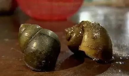 夏季防蚊虫叮咬常识温馨提示,夏天毒虫叮咬防虫手册