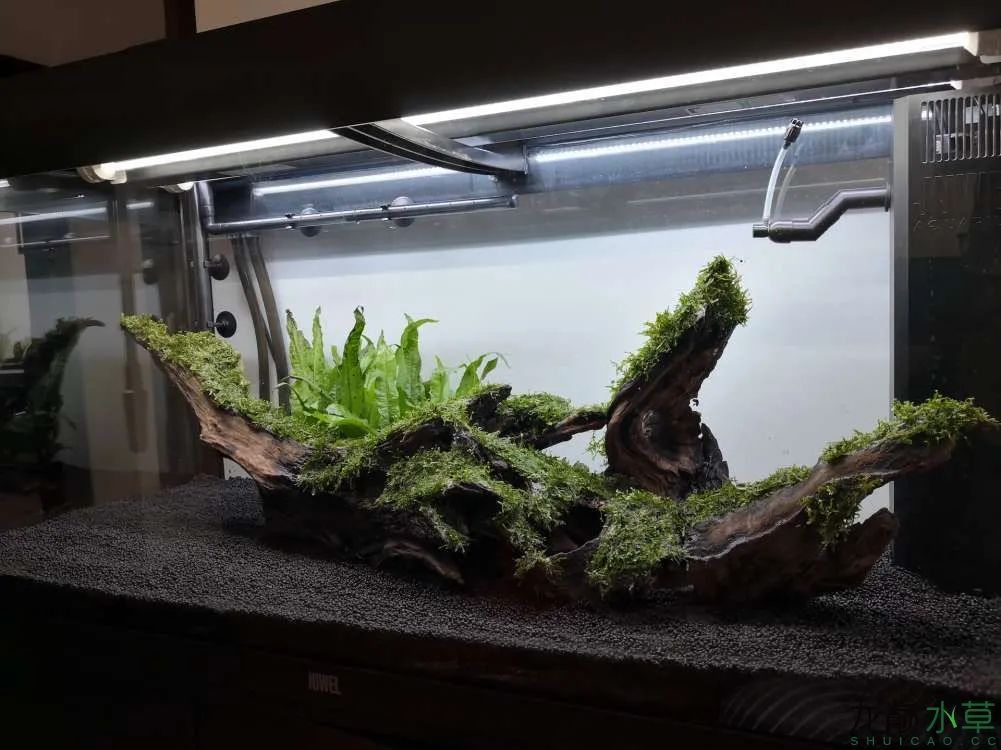 莫斯树草缸造景diy教程,不需要二氧化碳的草缸造景