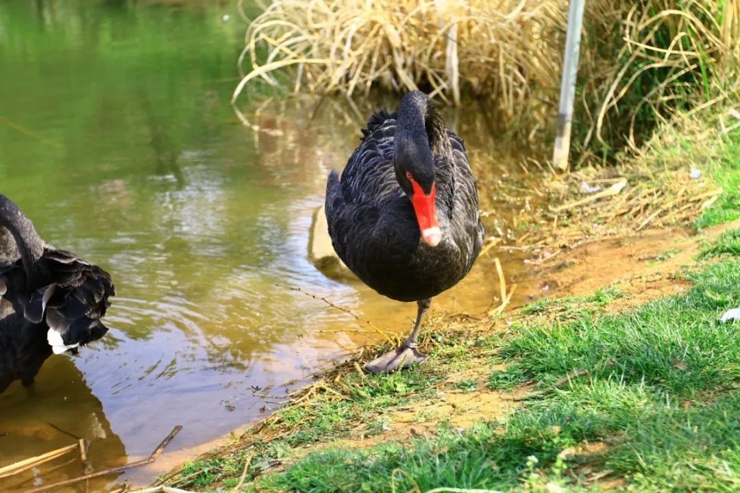 无声云南师范大学,母校云南师范大学