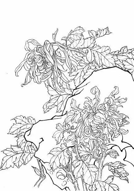 白描菊花国画如何上色,国画白描菊花图片大全