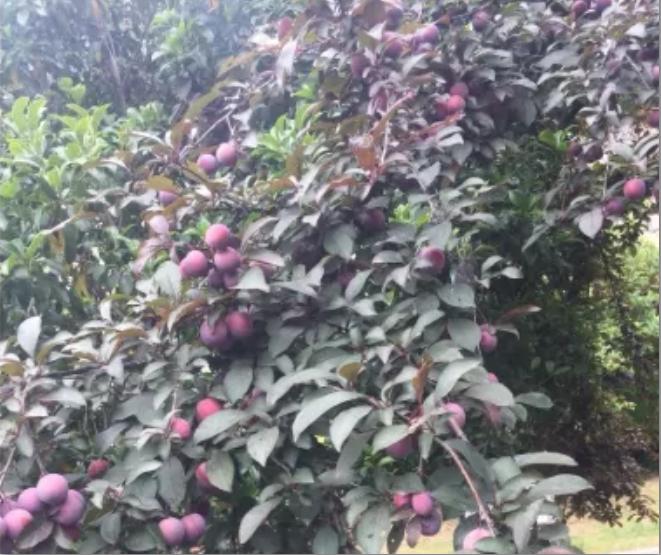 浙江一小区里随处可见的这东西,店里卖到15.8元一斤!居民随便捡