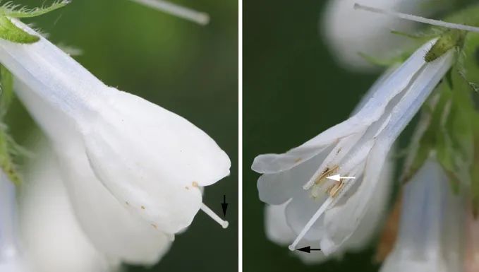 非诚勿扰中姓叶的,非诚勿扰百花争艳女嘉宾