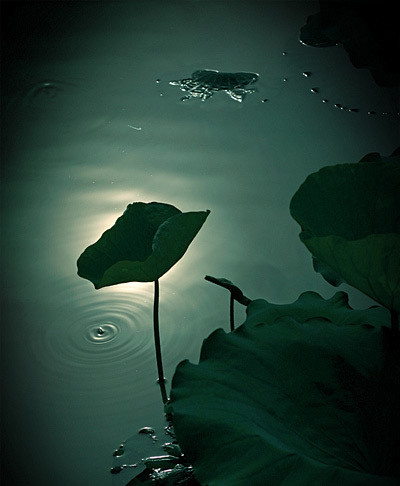 淮阳的荷花真美,又到了赏荷花的季节家门口的美景