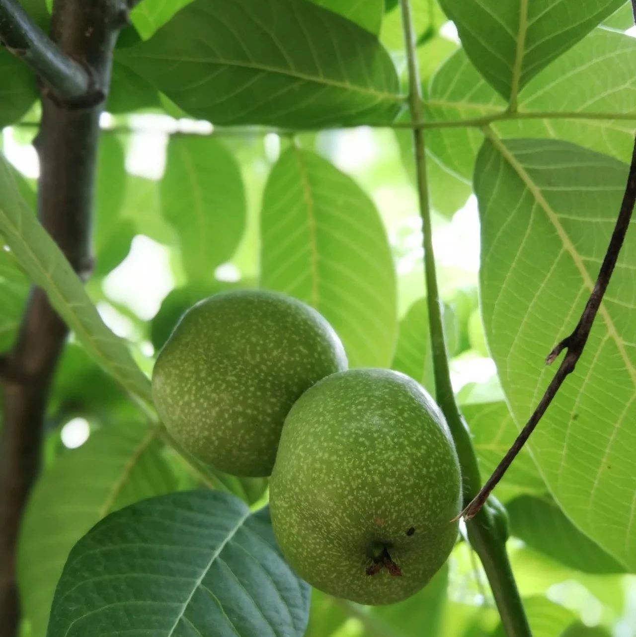 药店遇到执业药师,开药店要几个执业药师
