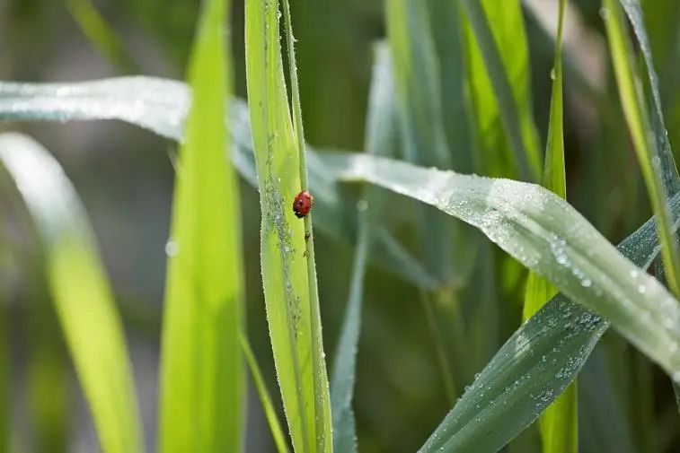 喜宝原装进口辅食品种,喜宝hipp有机婴幼儿水果谷物粉200g