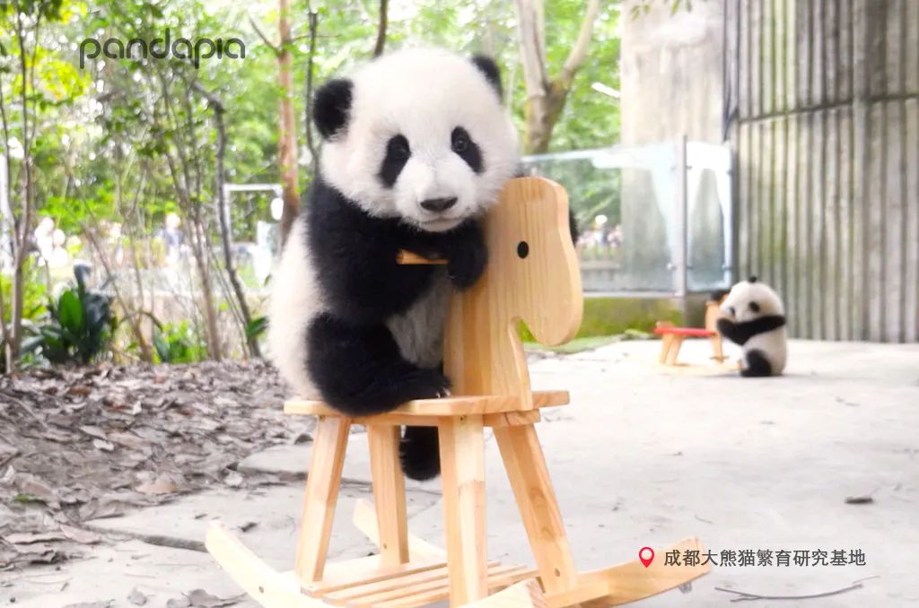 熊猫拍照怎么拍出高级感,熊猫拍照拍摄姿势