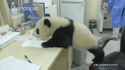 熊猫拍照怎么拍出高级感,熊猫拍照拍摄姿势