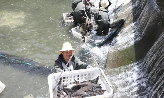岚皋旅游农业怎么样,岚皋鱼