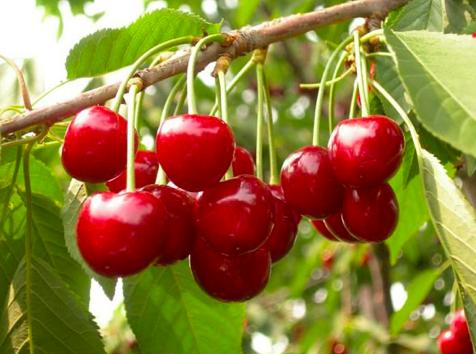 樱桃保存最佳方法快递,樱桃怎么样才能放冰箱保鲜