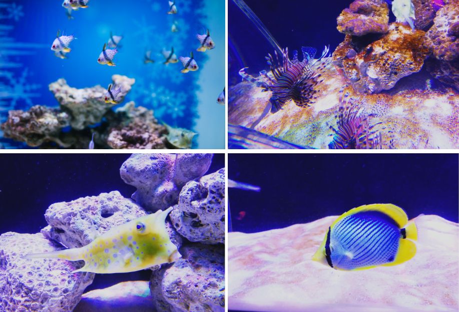 长沙六一,长沙六一儿童节带小朋友去哪里玩