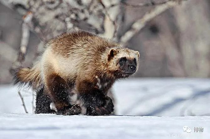 能拍彩色照片的大熊猫,大熊猫为啥不能拥有一张彩色照片