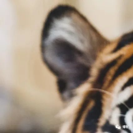 能拍彩色照片的大熊猫,大熊猫为啥不能拥有一张彩色照片