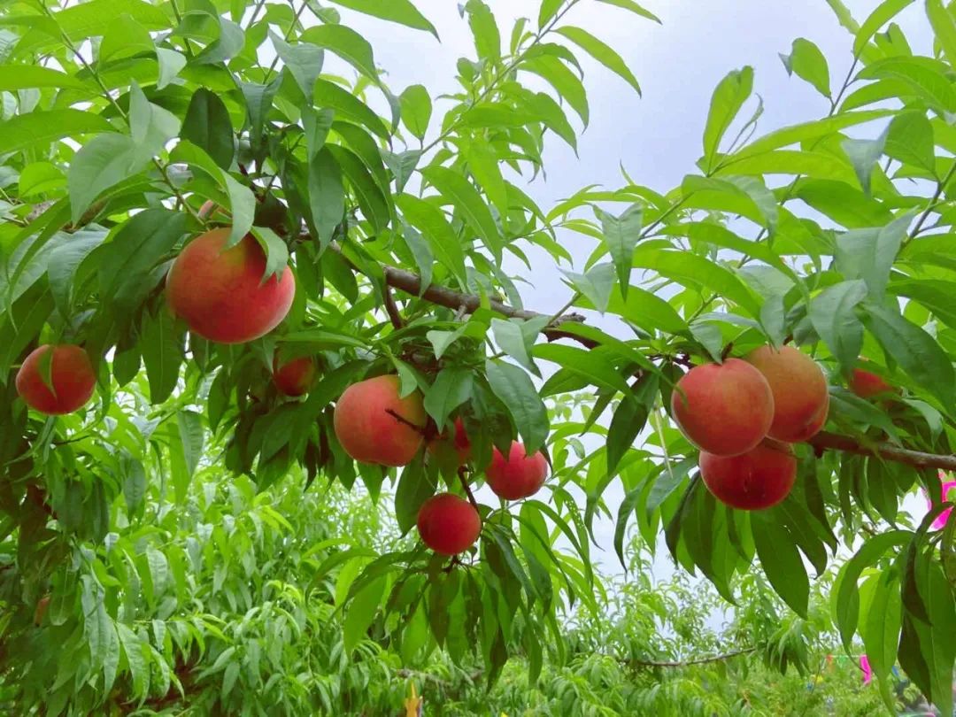 多彩新区|贵平，在那桃花盛开的地方！
