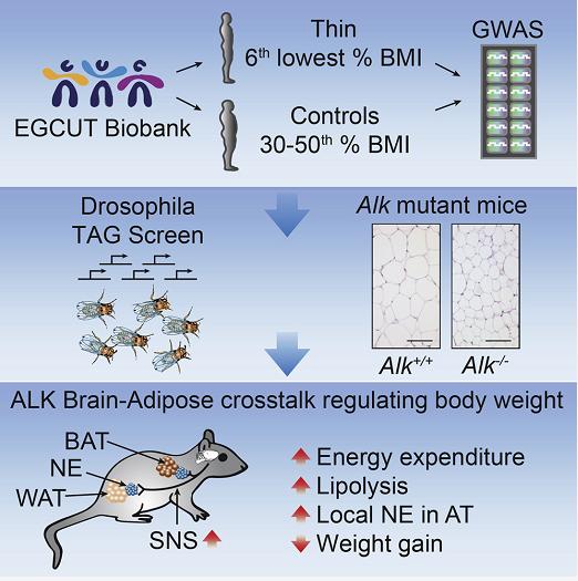 吃不胖的人有瘦子基因吗,天生吃不胖的基因秘密
