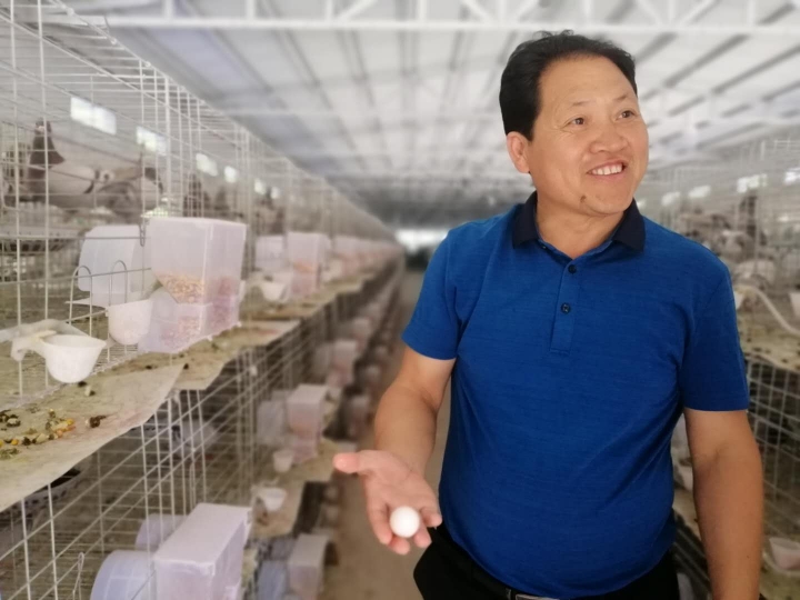 小小鸽子蛋带贫大前景