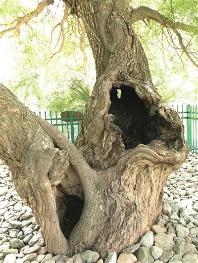 海原大地震100周年纪念日,海原大地震影像实录